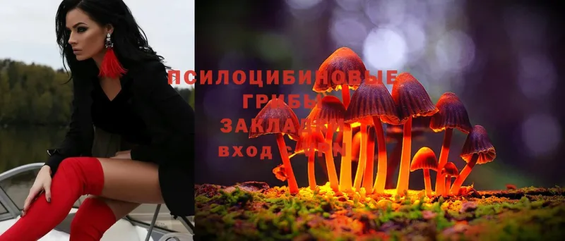 Псилоцибиновые грибы Psilocybe  hydra сайт  Добрянка 